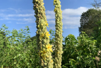 Growing the Mullein Plant: Medicinal Uses and More